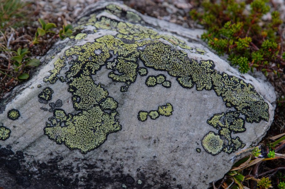 ЭПИФЛЕОДНЫЕ лишайники