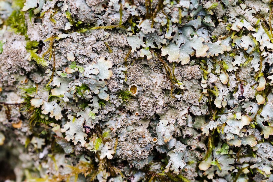 Апотеции перитеции лишайника