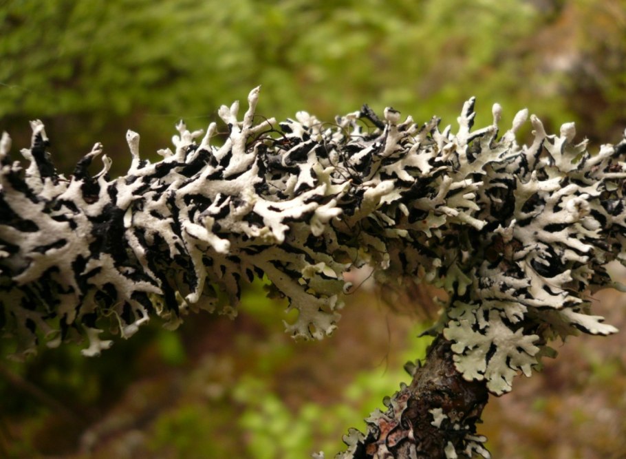 Эверния Сливовая дубовый мох