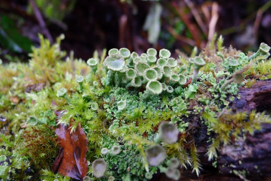 Летария Волчья