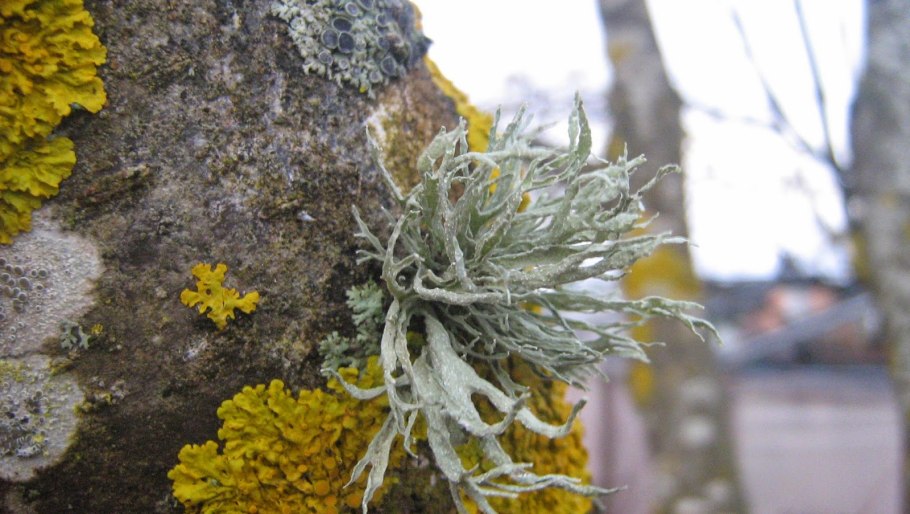 Листоватые лишайники