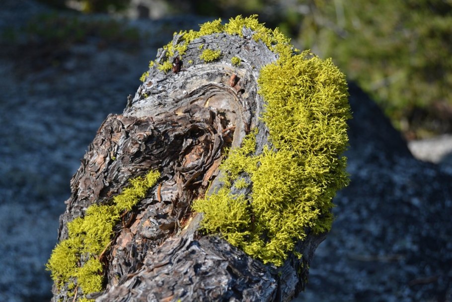 Лишайники накипные