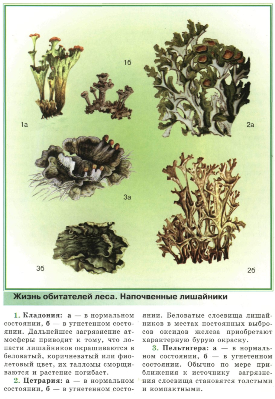 Лишайники строение размножение