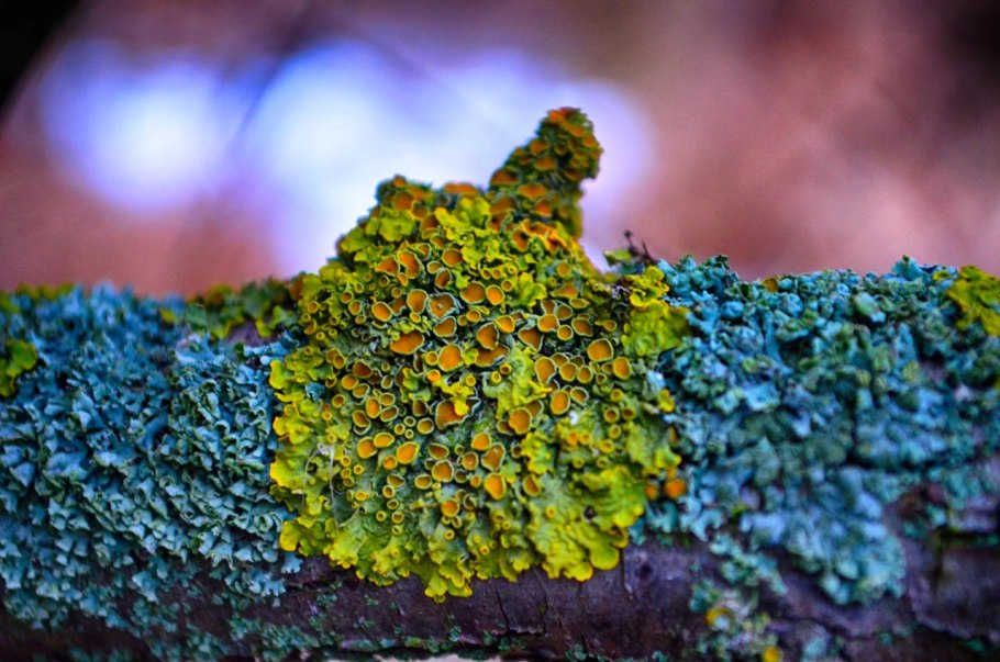 Кладония Оленья Cladonia rangiferina