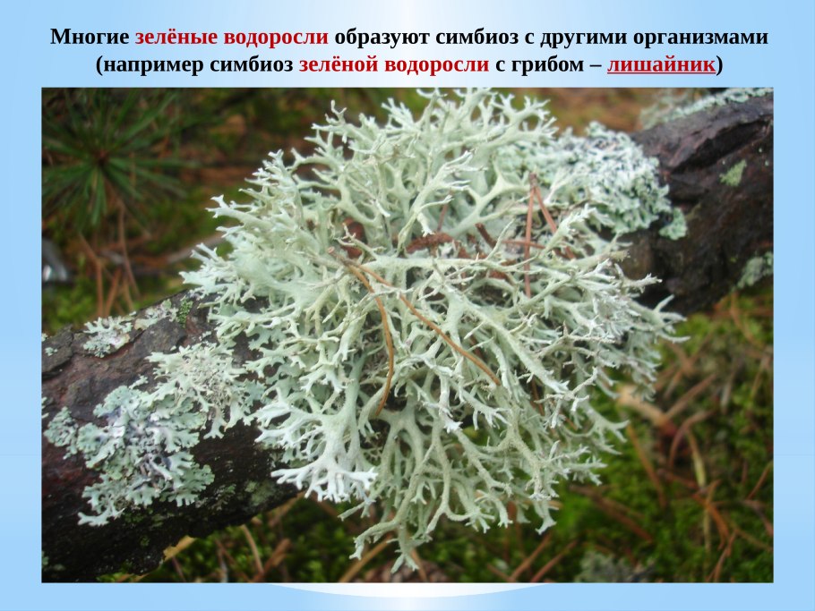 Кладонии ягель лишайник