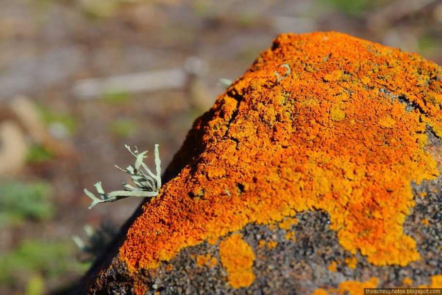 Листоватый пармелия