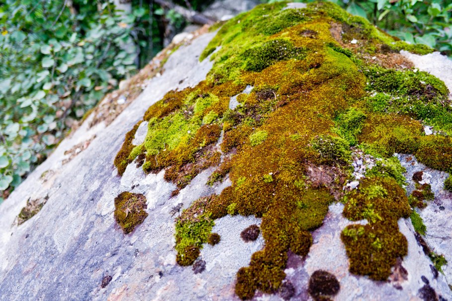 Лесной ягель