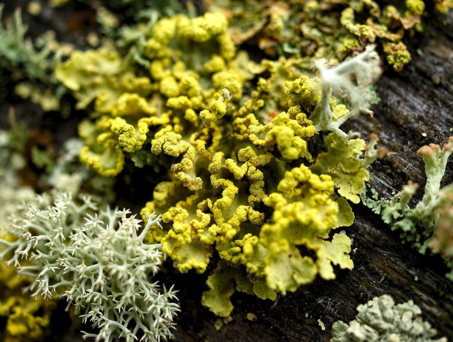 Листоватые лишайники