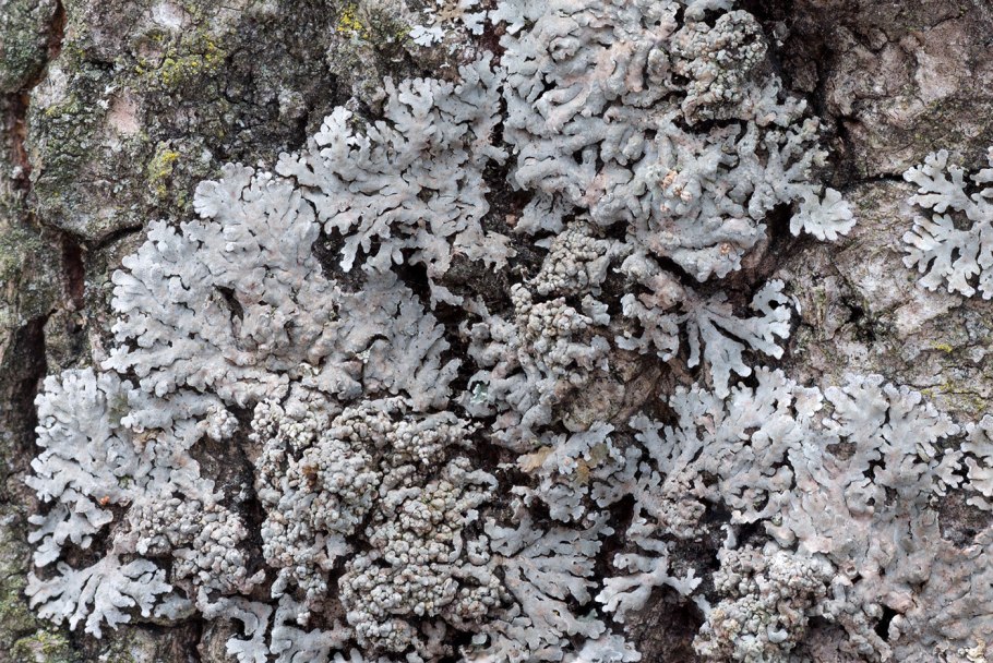 Кладония ягель