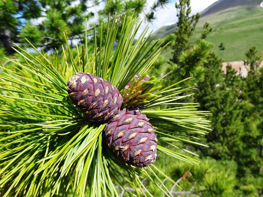 Сосна Сибирская кедр Сибирский