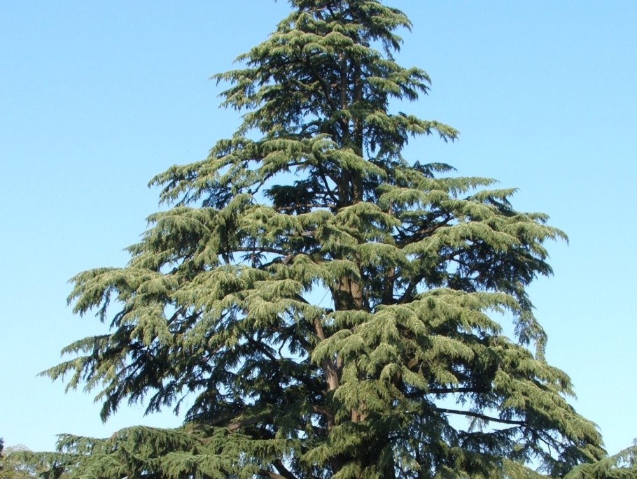 Кедр ливанский Cedrus libani