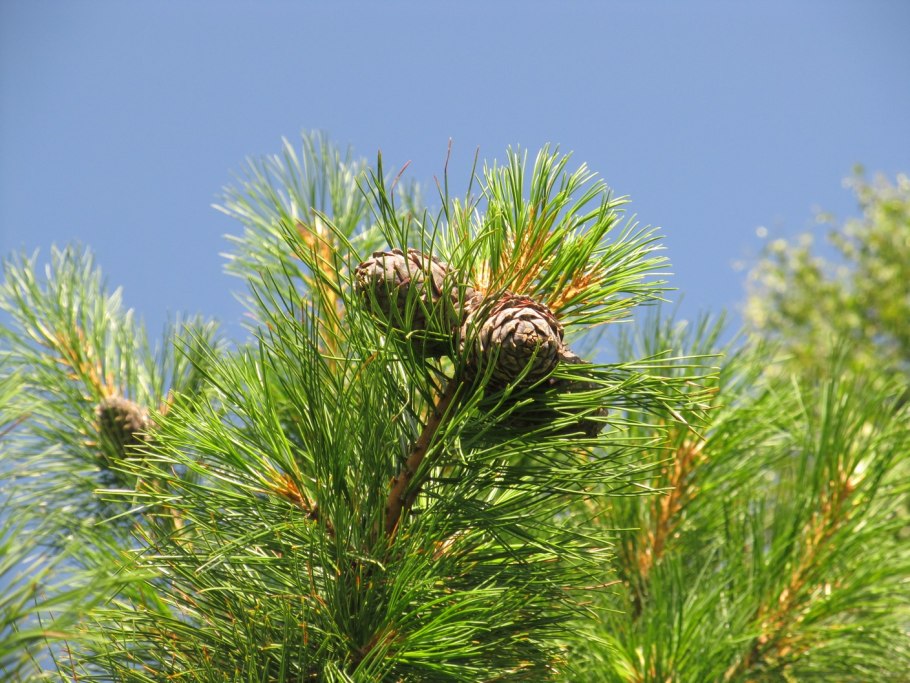 Кедр Сибирский Pinus sibirica