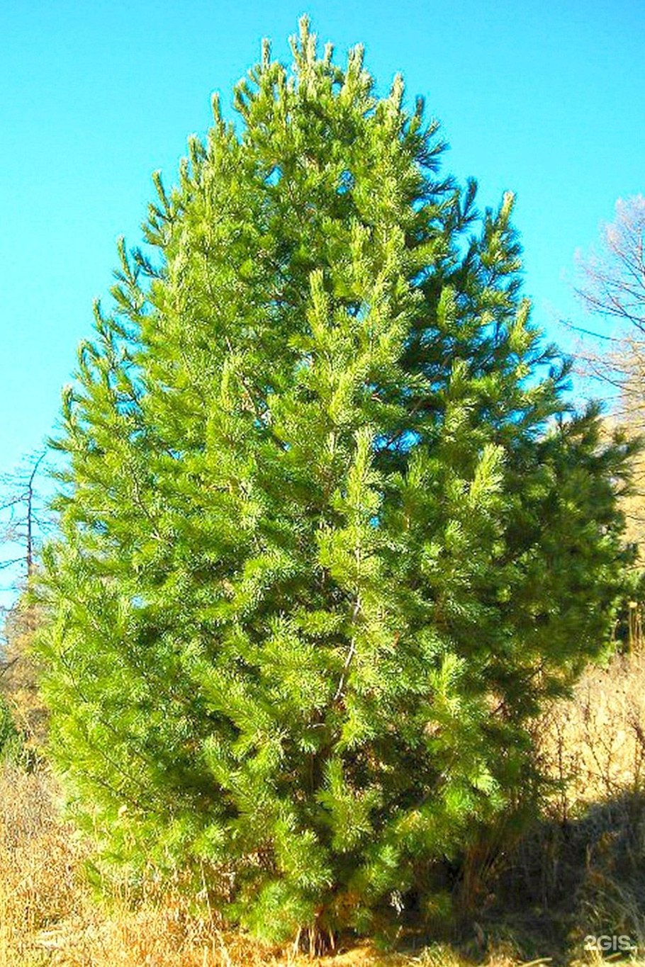 Сосна́ Сиби́рская Кедро́вая (Pínus sibírica)