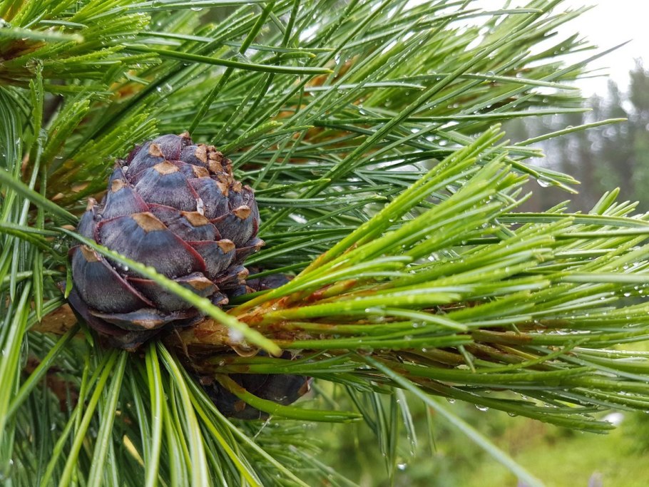 Якусимский кедр