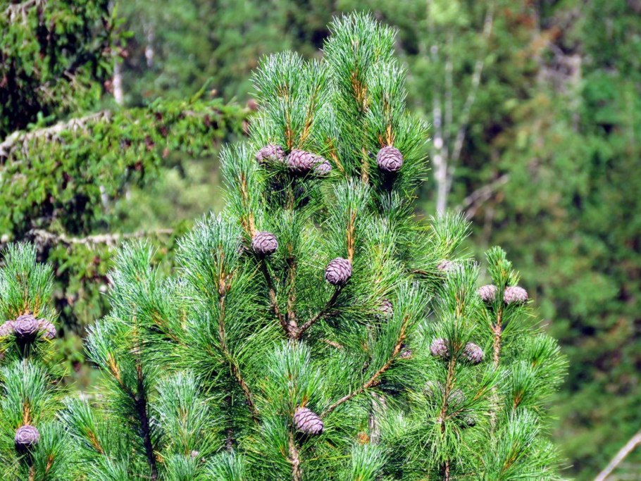 Саженцы кедр (сосна Сибирская)