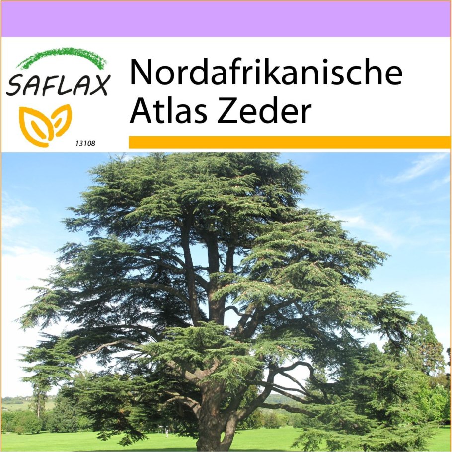 Кедр атласский дерево