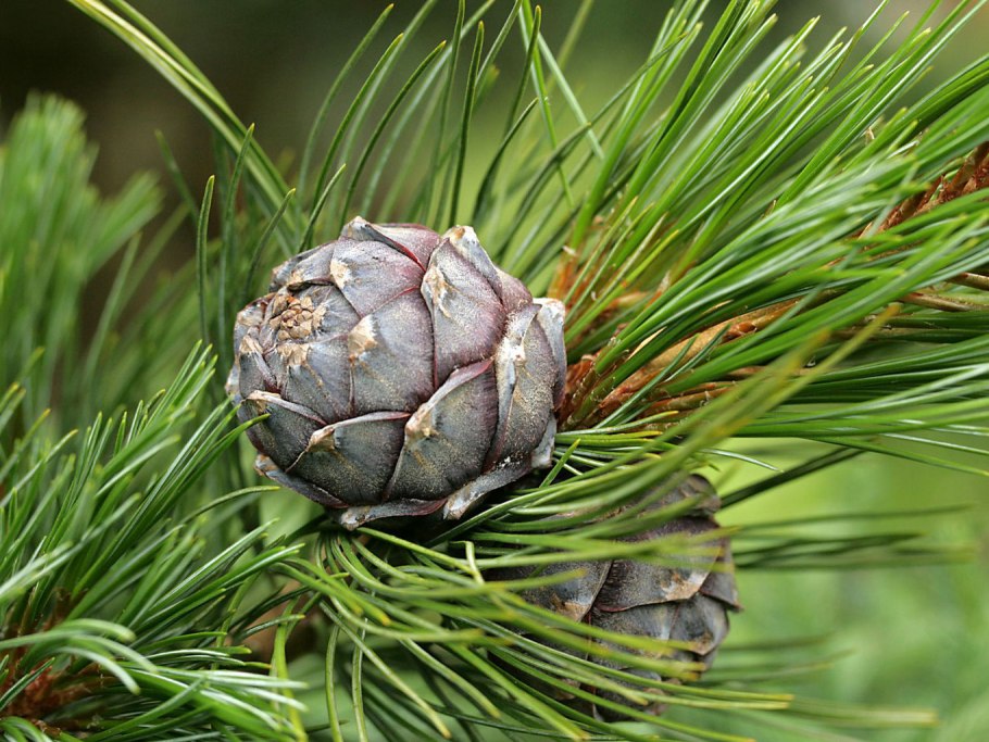 Сосна Сибирская Кедровая Pinus Cembra