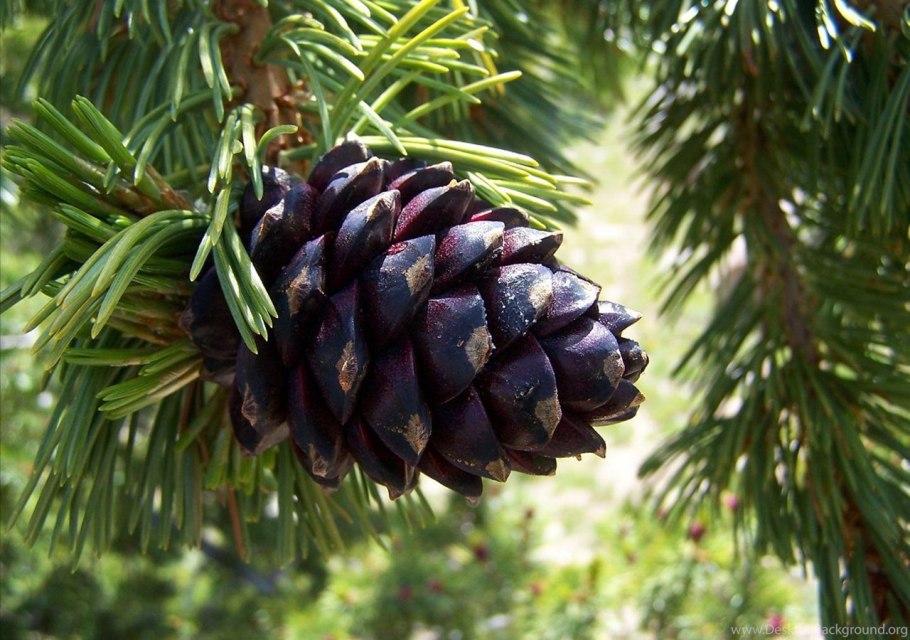 Сосна белокорая шишки