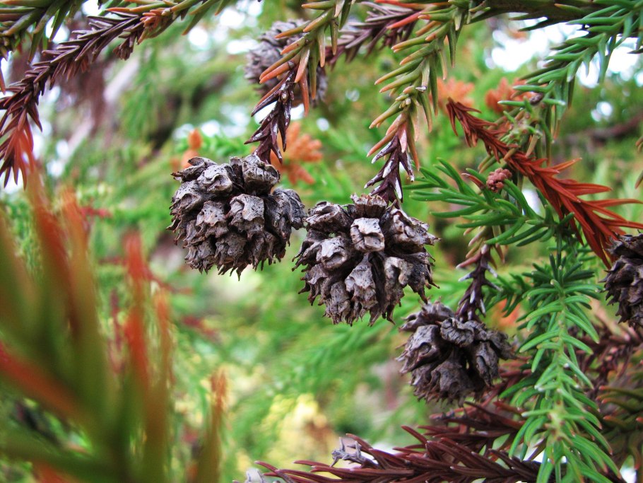 Криптомерия японская Cryptomeria japonica