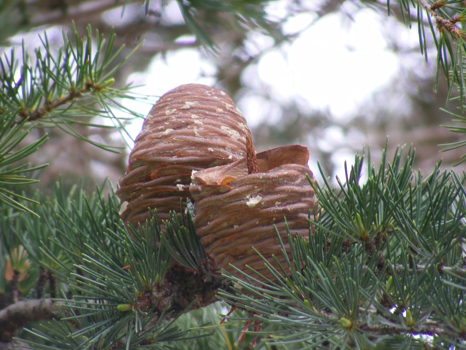Кедр атласский в Никитском Ботаническом саду