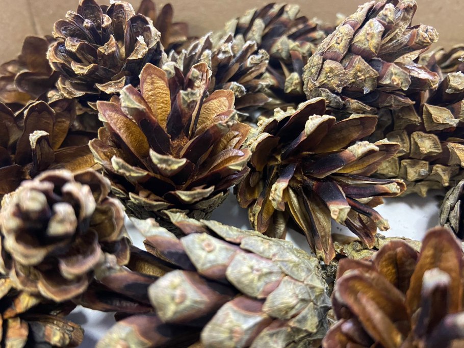 Сосна Пиния шишки семена