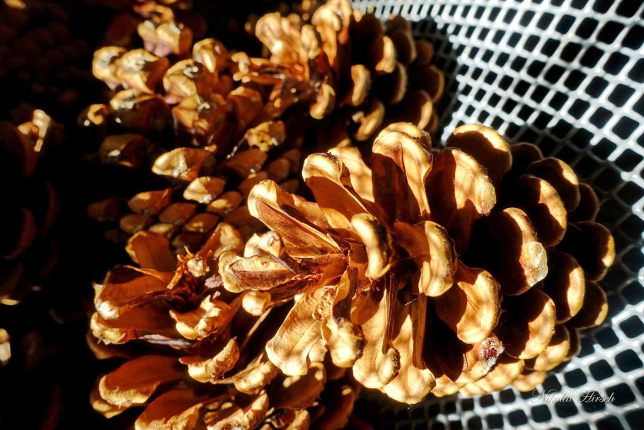 Пинии кедровые орехи