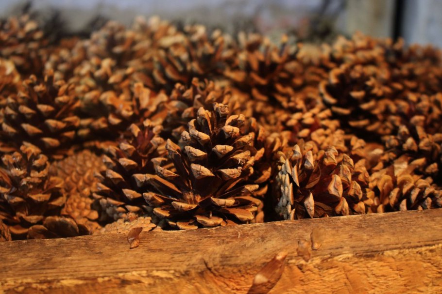 Семена хвойных