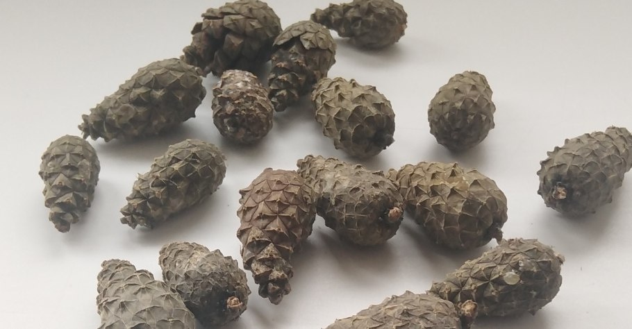 Шишка с семенами