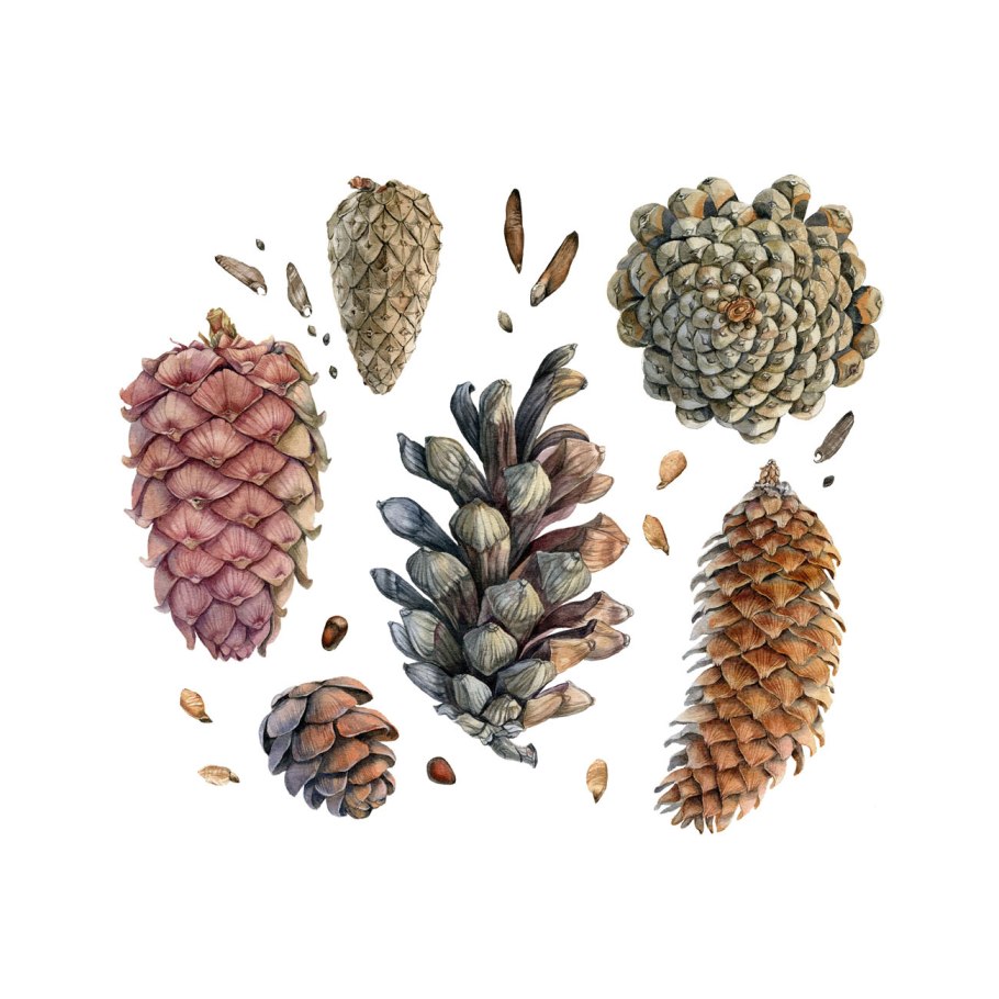 Семена шишки на белом фоне