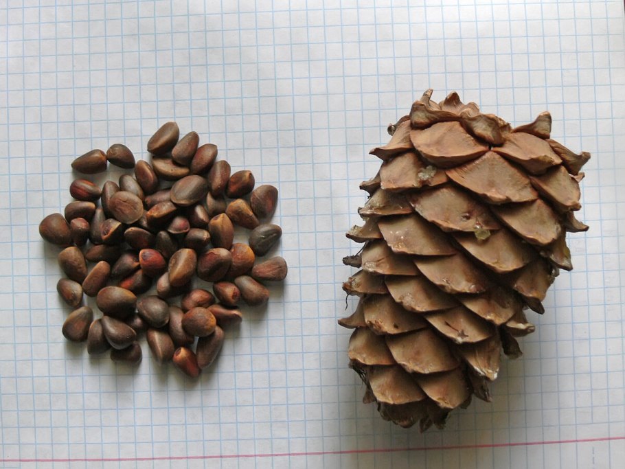 Сосна Пиния шишки семена