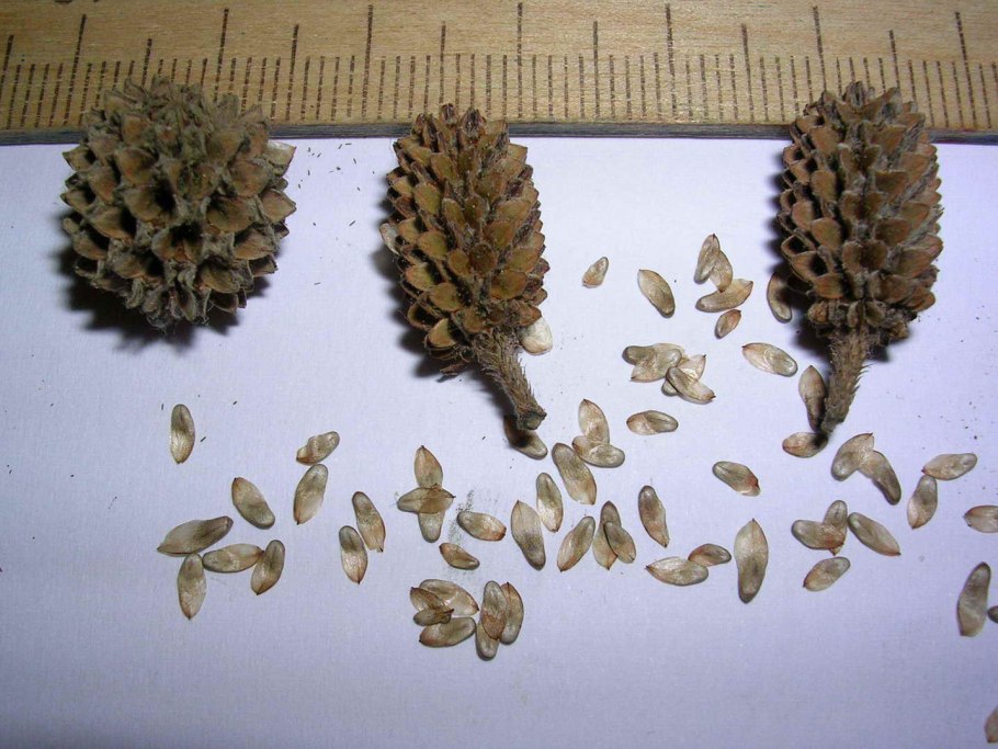 Сосна Кедровая Сибирская семена