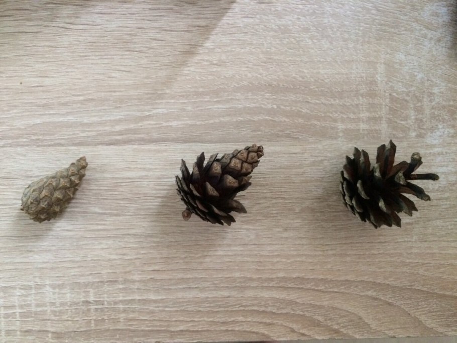 Сосна Пиния семена