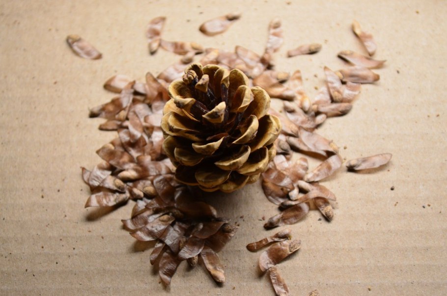 Сосновые шишки семенные