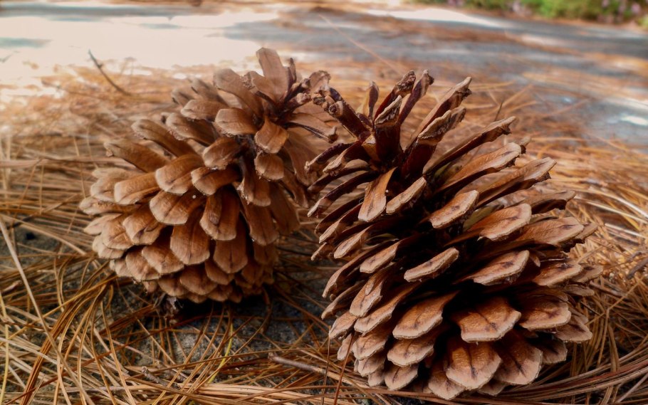 Ростки шишки