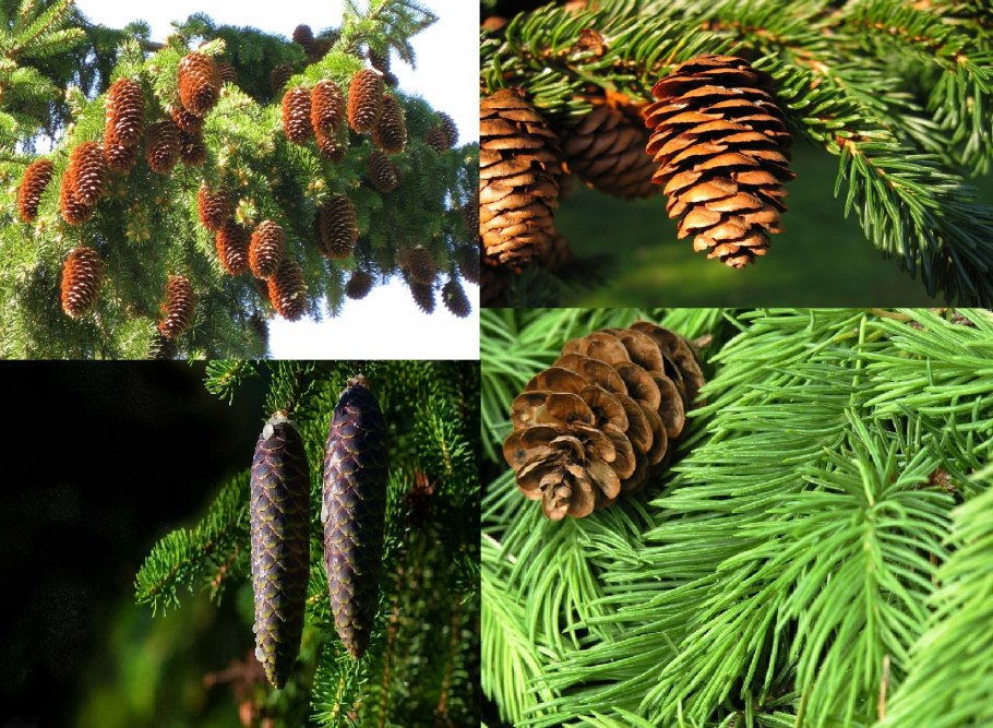 Сосна Пиния шишки