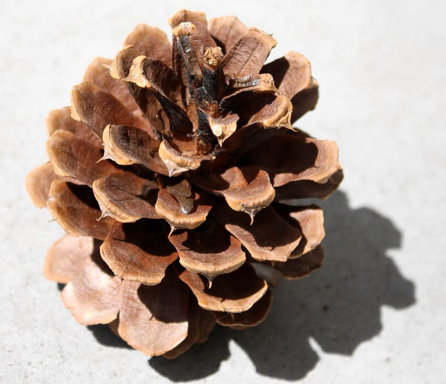 Pine Cone fir Cone Cedar