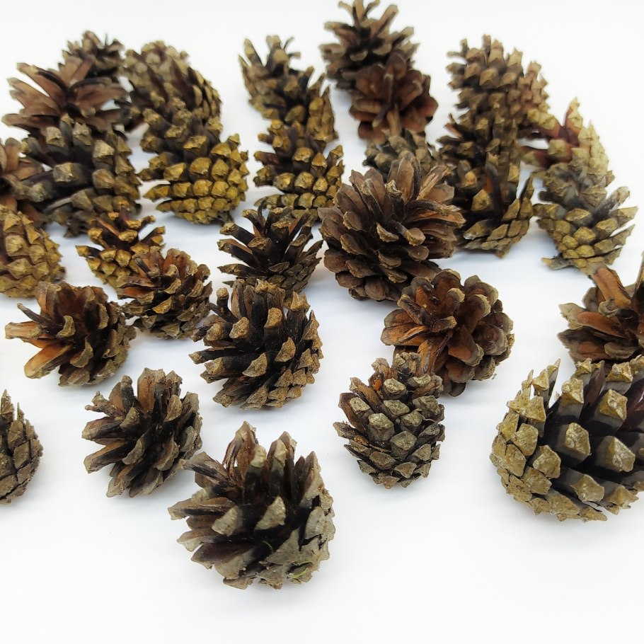 Сосна калабрийская шишки