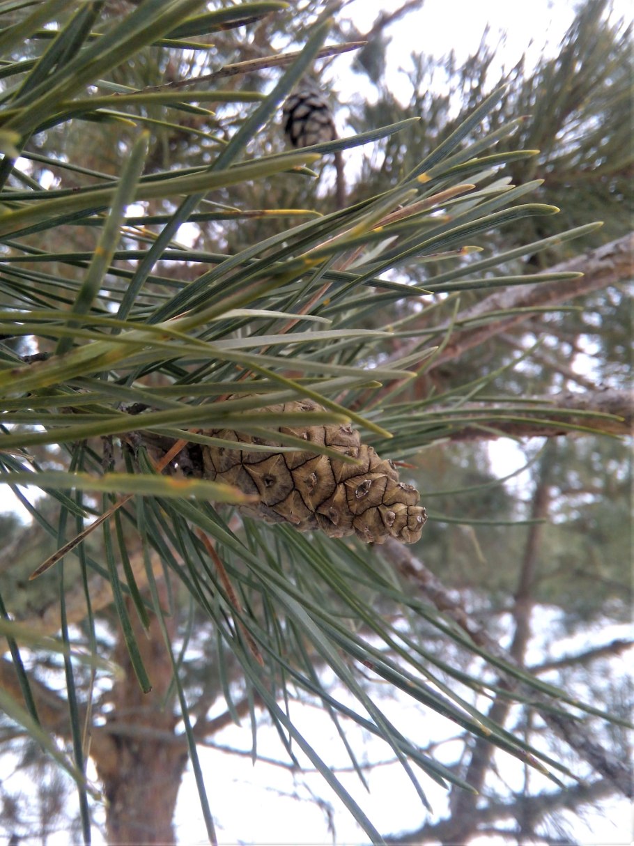 Шишка сосна Пондероса