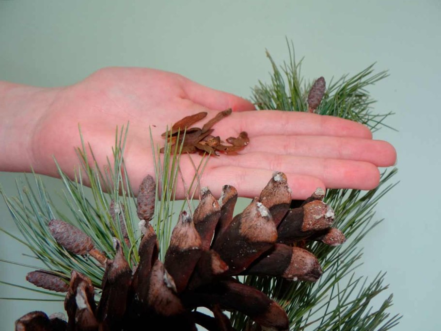 Семена хвойных растений