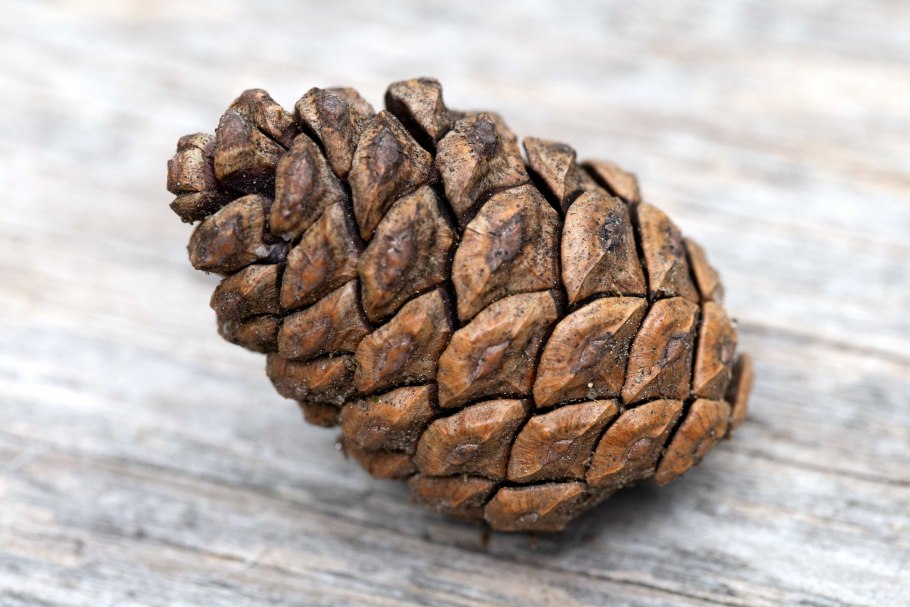 Заготовка шишек