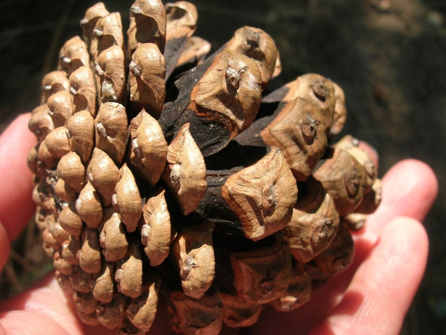 Сосна Коха шишки