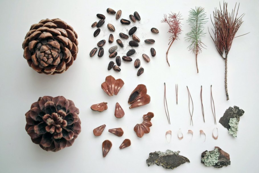 Ель колючая семена