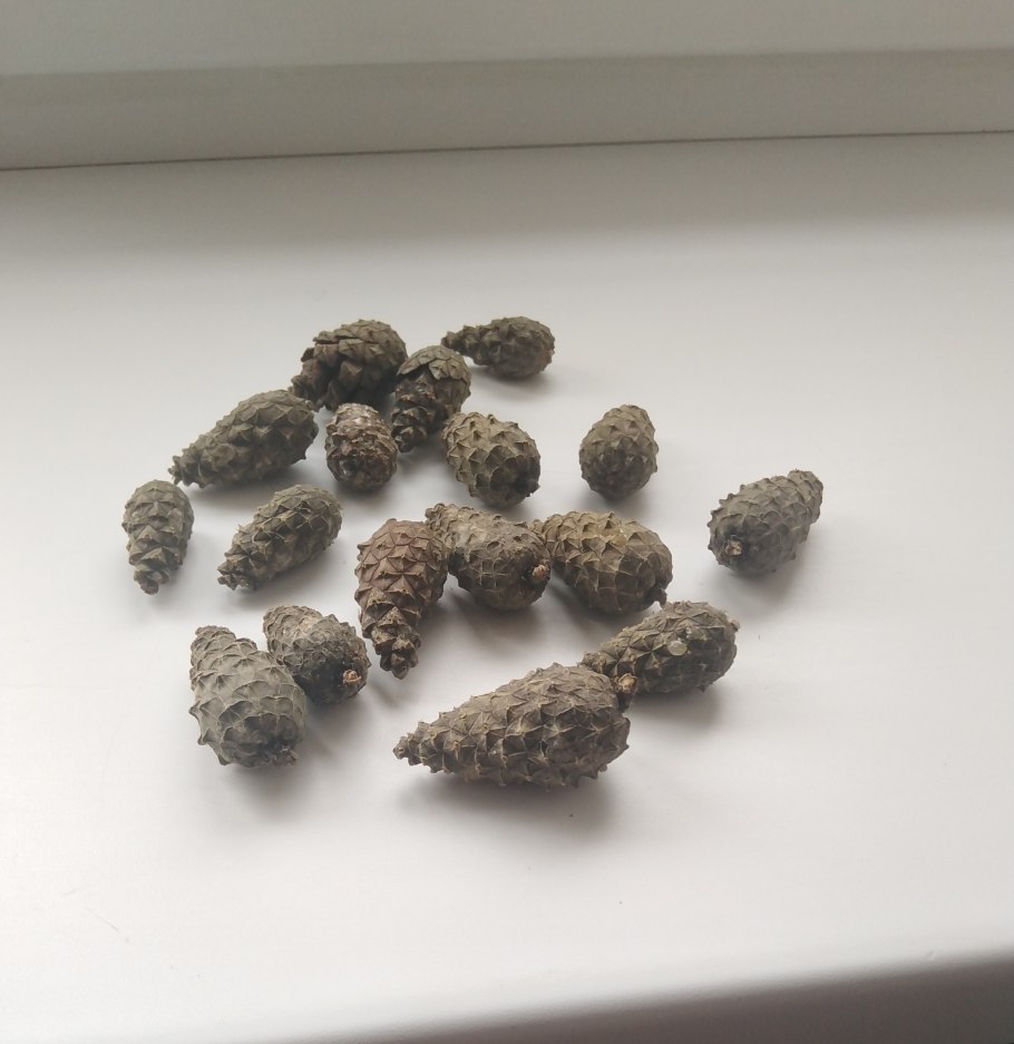 Сосна Пиния шишки