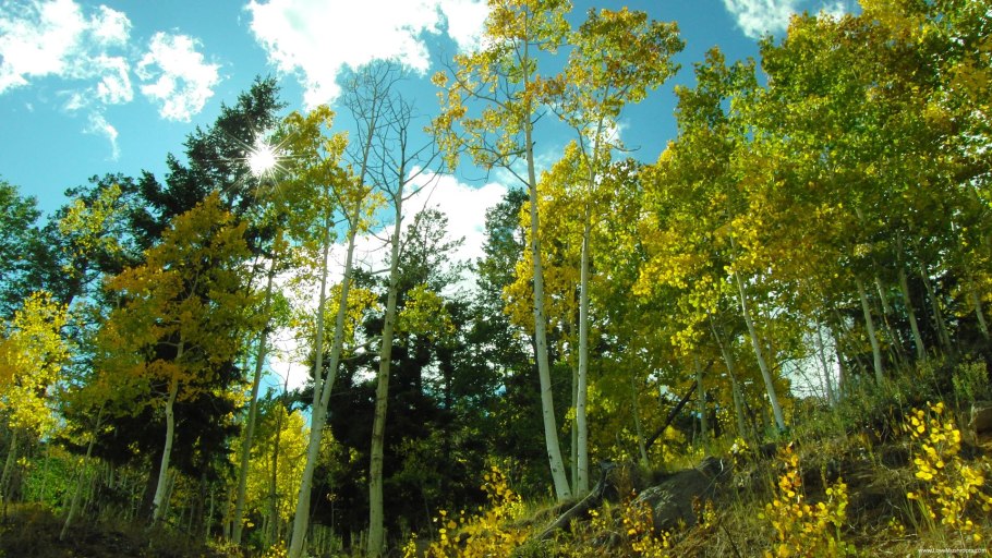 Зона широколиственных лесов Флора