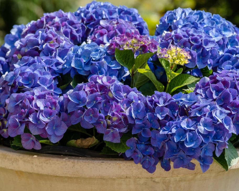 Гортензия (гидрангея( комнатная