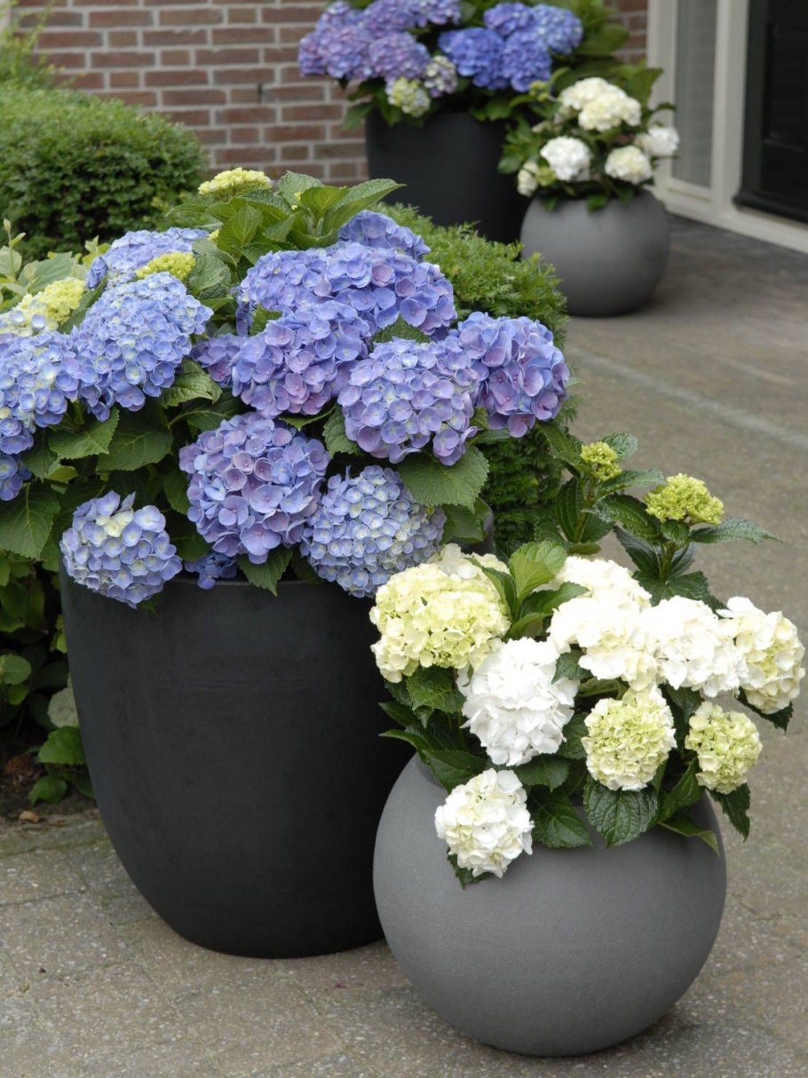 Гортензия комнатная