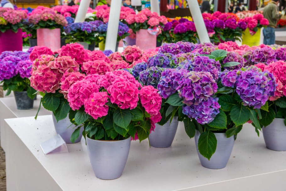 Гортензия крупнолистная микс