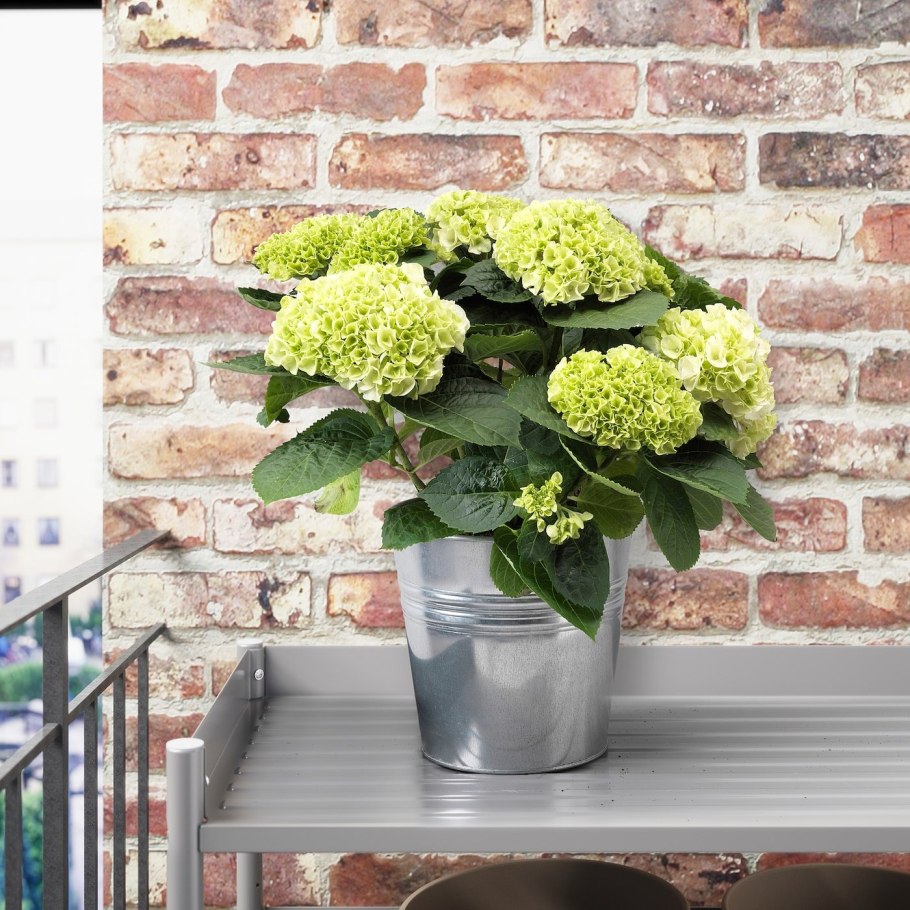 СМИККА икеа гидрангея