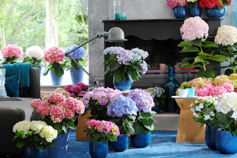 Гортензия крупнолистная комнатная