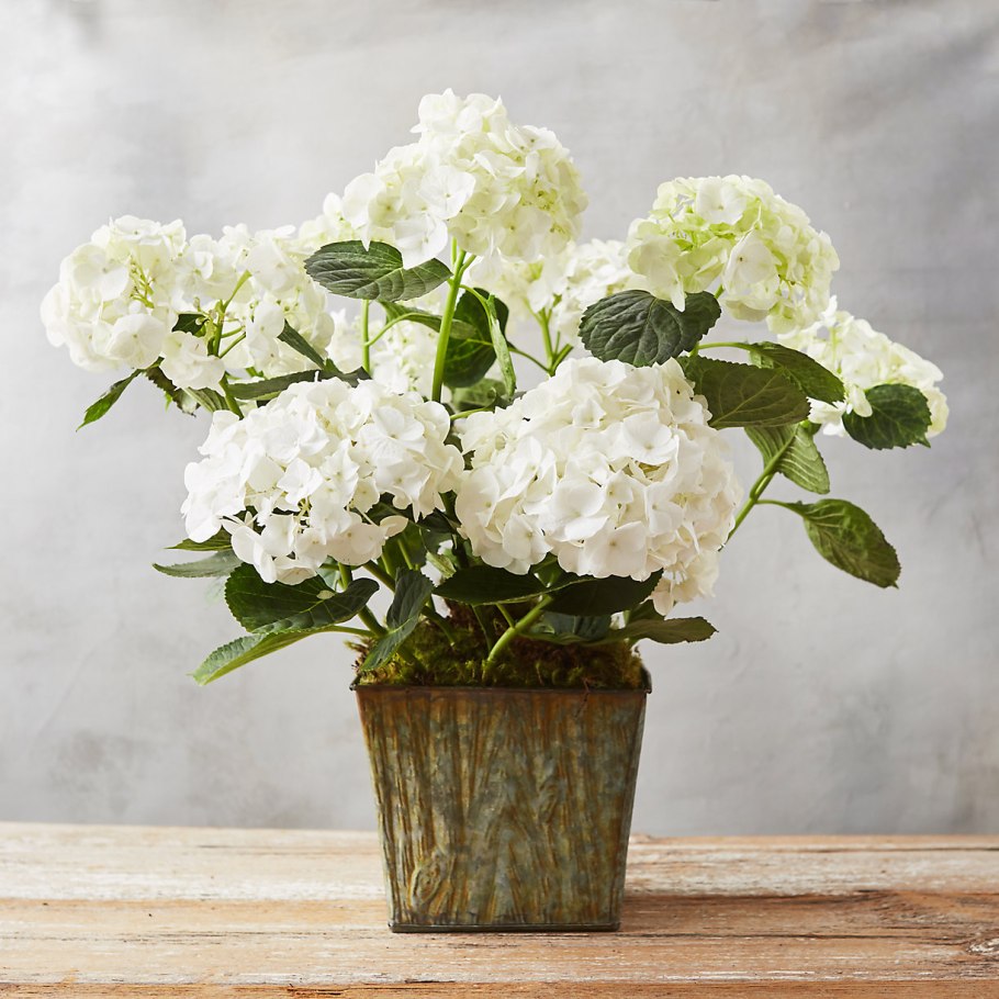 Pollstar гортензия